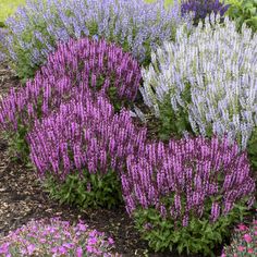 purple and white flowers are growing in the garden