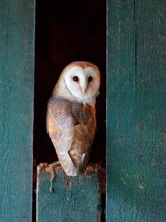 an owl sitting on top of a wooden box