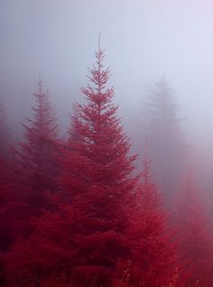 blue trees in the fog on a misty day