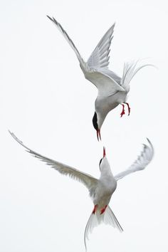 two white birds are flying in the sky