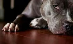 a close up of a dog laying on the floor