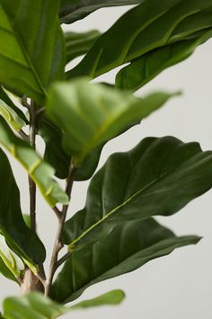 a plant with green leaves in front of a white wall and light grey background behind it