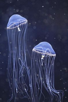 two blue jellyfish swimming in the ocean