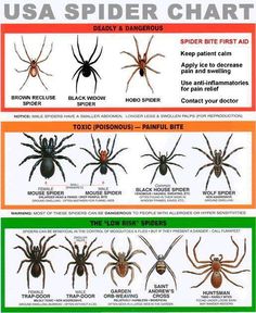 the usa spider chart shows different types and colors for each type of spider, which includes four