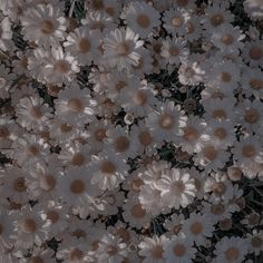 many white flowers with brown centers on them