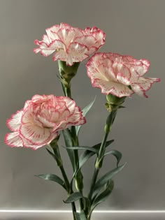 Pink And White Carnations Bouquet, Pink Carnations Painting, Carnation Pink Aesthetic, Carnation Astethic, Pink And White Carnations, Carnations Photography, Aesthetic Carnation