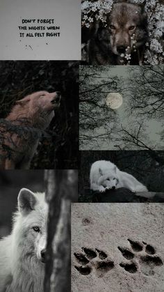 four different pictures with wolfs and trees in the background, one has a quote that says don't forget the night when it is late