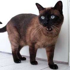 a siamese cat with blue eyes standing next to a door and looking at the camera