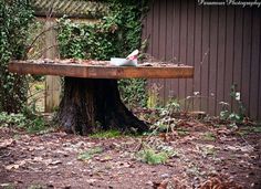 a wooden bench sitting next to a tree stump