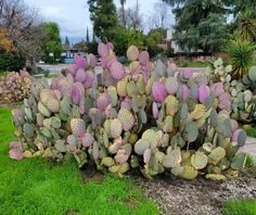 a large group of cactus plants in the grass