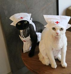 two cats dressed up as nurses sitting on top of a wooden table next to each other