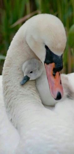 a mother swan and her baby are cuddling together