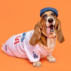 a dog is wearing a los angeles dodgers t - shirt while laying on an orange background