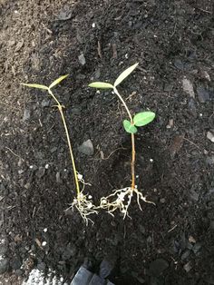 two young plants sprouting from the ground