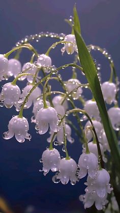 lily of the valley flowers with water droplets on them