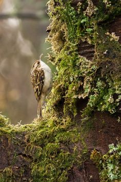 a bird perched on top of a moss covered tree