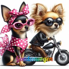 two dogs wearing sunglasses and sitting on a motorbike with a pink polka dot bandana