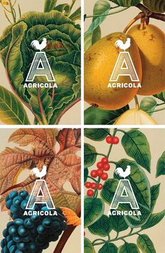 four different types of fruit with the letter a on them