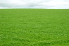 an open field with green grass under a cloudy sky