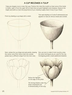 an image of how to draw tulips in pencil and watercolor on paper