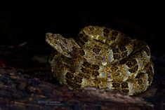 a close up of a snake on a tree branch in the dark with it's head turned to the side