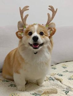 a dog with antlers on its head sitting on a bed