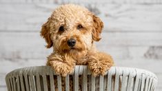 a brown dog sitting on top of a white chair