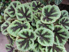 a green and black plant with lots of leaves in the middle of it's center