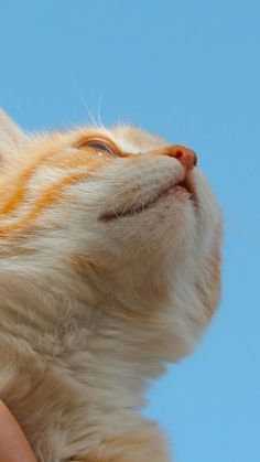 an orange and white cat looking up into the sky with it's eyes closed