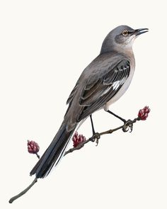 a bird sitting on top of a tree branch