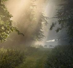 two deer grazing in the middle of a forest on a foggy, sunny day