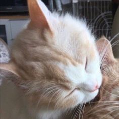 an orange and white cat sleeping on top of another cat