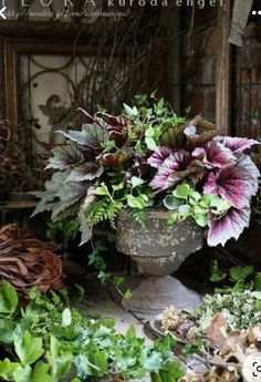 a potted plant sitting on top of a table next to other plants and foliage