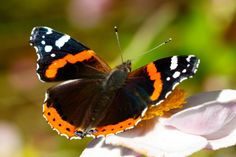 an orange and black butterfly sitting on top of a white flower