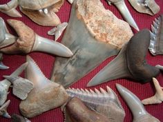 many different types of animal heads and teeth on a red tablecloth with a purple background