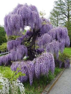 Wisteria tree Chinese Wisteria, Wisteria Tree, Purple Wisteria, Flowering Tree, Gardening Diy, Longwood Gardens, Tree Seeds, Blue Rain