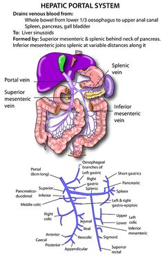 diagram of the human body organs and their functions