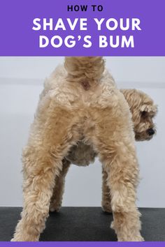 A dog standing with it's tail up Dog Grooming For Beginners, Goldendoodle Tips, Matted Dog Hair, Dog Grooming Styles, Mini Poodle, Dog Remedies, Dog Advice