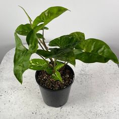 a potted plant with green leaves on a white table top in front of a white wall