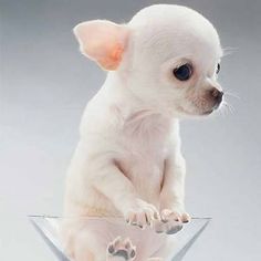 micro teacup applehead chihuahua Psy Chihuahua, Cute Creatures, Beautiful Dogs, Martini Glass