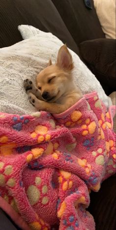 a small dog laying on top of a couch covered in a pink and yellow blanket