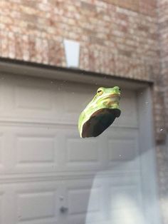 a frog is hanging upside down in front of a garage door