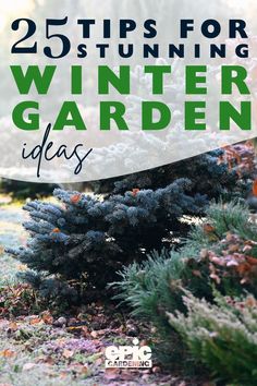 A garden in the winter time with a hint of frost on the plants Winter Landscape Ideas Front Yard, Winter Landscaping Front Yard, Winter Cottage Garden, Winter Interest Garden, Winter Yard Ideas, Winter Garden Ideas Design, Winter Garden Ideas, Big Landscape, Winter Landscaping