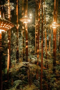 some lights that are in the middle of a forest with trees and ferns on it