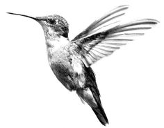 a black and white photo of a hummingbird in flight with its wings spread out