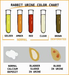 the different types of urine in beaks