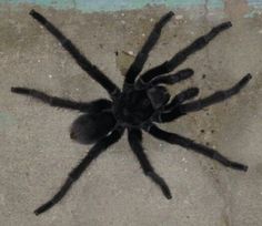 a large black spider sitting on the ground