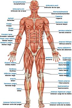 the muscles and their major skeletal systems are labeled in this diagram, with labels on each side