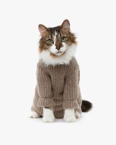 a cat wearing a sweater sitting on the ground