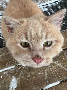 an orange cat sitting on top of a wooden bench covered in snow and looking at the camera